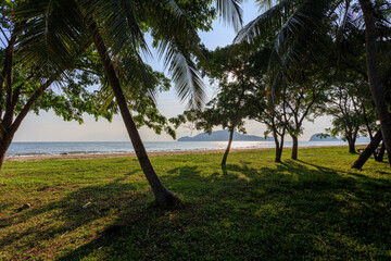 Tropical Beach Morning with Palm Trees