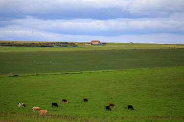 Herd of cows are grazing in a lush green field