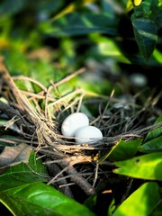  A close-up view of a bird&rsquo;s nest nestled in green foliage, holding two white eggs. Captured in natural daylight, symbolizing new life and tranquility.


