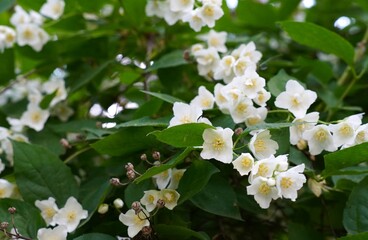 bush of jasmine garden mock orange with white flowers on a branch in summer as a concept of landscape design