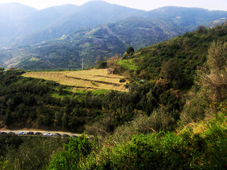 A stunning view of the rolling hills of Cinque Terre, Italy, blanketed with lush vineyards, olive groves, and terraced landscapes that cascade toward the Mediterranean coast.