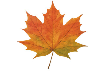 Fototapeta premium Colorful maple leaf with transparent background, capturing the essence of fall with its vibrant hues of orange, yellow, and green