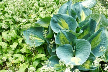 Hosta bush with large green leaves with yellow edging in the garden on the backyard as a...