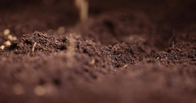 planting beet seeds in fertile soil with the addition of peat , a plot of land mixed with peat in which red beet seeds are planted