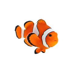 Pair of clownfish in tank, popular marine fish known for their bright orange color