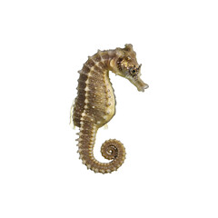 Fototapeta premium Brass ornamental seahorse figurine used as decorative marine-themed home decor