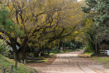 Camino en el bosque de carilo.