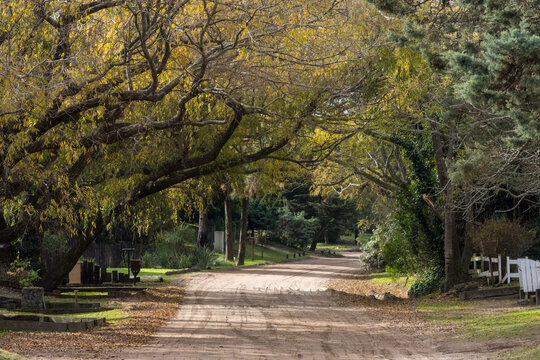 Camino en el bosque de carilo.
