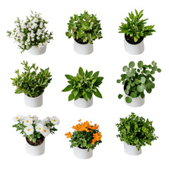 Obraz premium Vibrant Collection of Nine Potted Plants on White Background