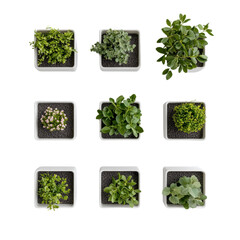 Arrangement of Indoor Plants in Modern Square Pots on White Background