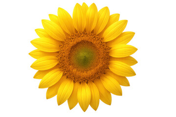 Naklejka premium Sunflower blooming, vibrant yellow petals radiating, detailed dark center highlighting natural botanical beauty and delicate texture