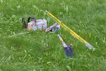 Chainsaw Operator Cutting Tree Stumps in Forest Clearing
