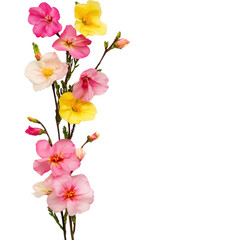 Fototapeta premium Beautiful Pink and Yellow Flowers Blooming on Isolated Background
