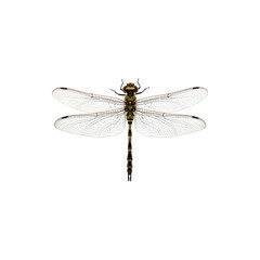 Elegant dragonfly with transparent wings delicately poised against a bright white background