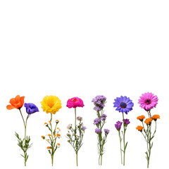 Fototapeta premium Colorful Collection of Fresh Blooms Displaying Vibrant Petals and Stems