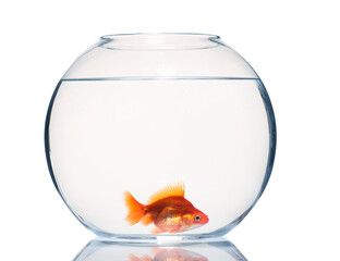 Gold fish swimming in aquarium with clean water isolated on white