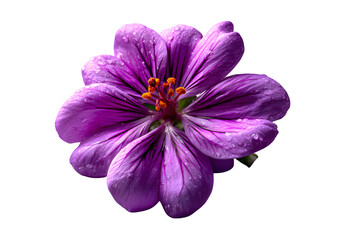 Fototapeta premium Blooming purple wildflower with delicate petals, close-up centered on white background, isolated to transparent background