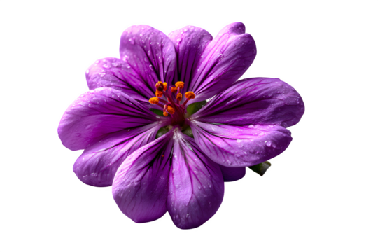 Blooming purple wildflower with delicate petals, close-up centered on white background, isolated to transparent background