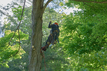 Tree Climber with Safety Gear Working in Summer Canopy
