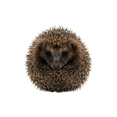 Fototapeta premium Hedgehog curled into a tight defensive ball, top view on white background