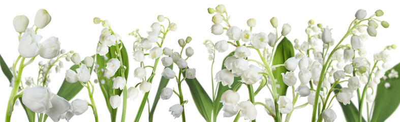 Obraz premium Fragrant lily of the valley flowers on white background. Banner design