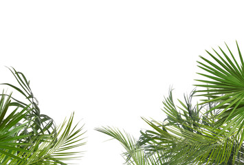 Fresh green tropical leaves on white background