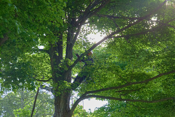 Tree Climber with Safety Gear Working in Summer Canopy
