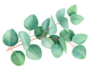 Watercolor Eucalyptus Branch – Transparent PNG Graphic