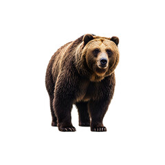 Fototapeta premium Large brown bear standing upright on all fours facing forward