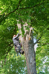 Tree Climber with Safety Gear Working in Summer Canopy
