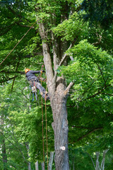 Tree Climber with Safety Gear Working in Summer Canopy
