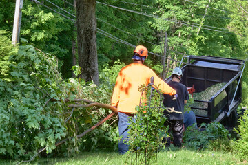 Tree Removal Crew with Wood Chipper and Utility Trailer in Forested Area  © Alene Photographs