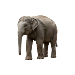 Obraz premium Realistic model of an African elephant standing
