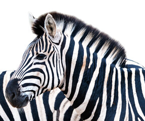 Zebra Kruger National Park