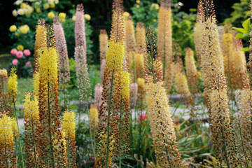 blooming eremurus in the garden

