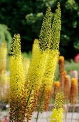 blooming eremurus in the garden

