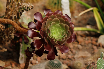 decorative plant aeonium close up


