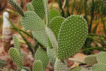 beautiful prickly pear cactus close up


