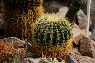 beautiful cactus echinocactus close-up

