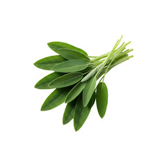 A bunch of fresh green herbs, possibly sage or basil, bundled together