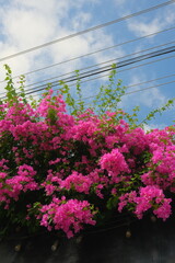 flowers in a greenhouse