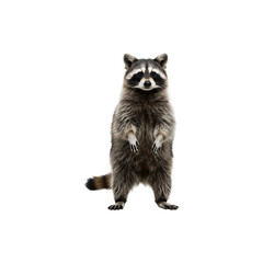 Obraz premium Standing raccoon with front paws raised and curious expression