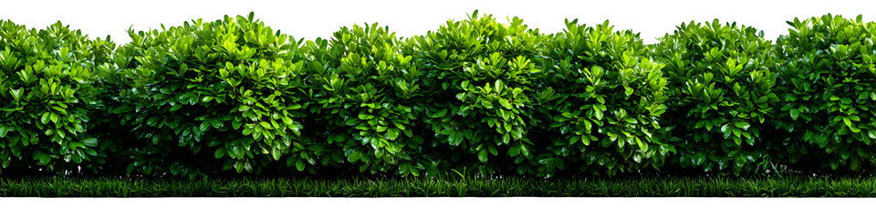 Horizontal row of neatly trimmed green hedge plants, seamless cutout for landscaping elements, white background, isolated to transparent background