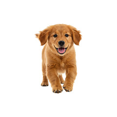 Cute brown puppy standing looking forward on white background domestic dog pet animal photography for designs
