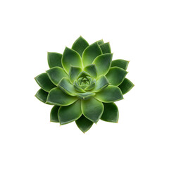 Healthy green succulent plant with thick fleshy leaves in spiral form