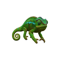 Green chameleon crawling forward with curled tail on white background