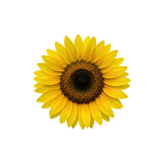 Obraz premium Bright yellow sunflower in full bloom with brown center on white background