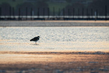 Masked Lapwing (Vanellus miles) at sunset, Narooma, NSW, April 2025