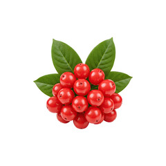 Bunch of red berries with green leaves, isolated on white background