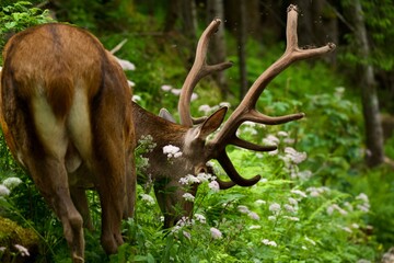 deer in the woods